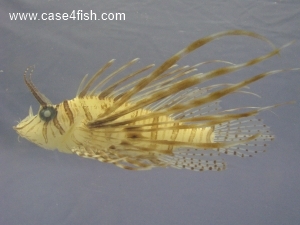 Foto Galerie/Perciformes/Scorpaenoidei/Pterois volitans/Pterois volitans_01_S.jpg